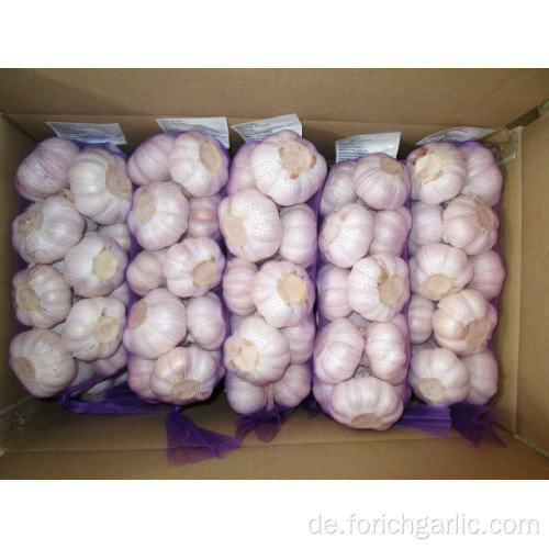 Gemeiner Knoblauch Regular Hybrid Normaler weißer Knoblauch 5.5cm